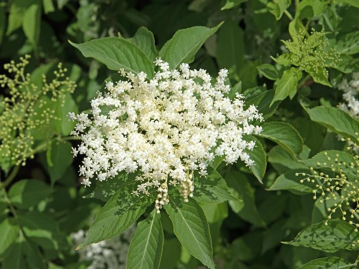 Sambucus canadensis 