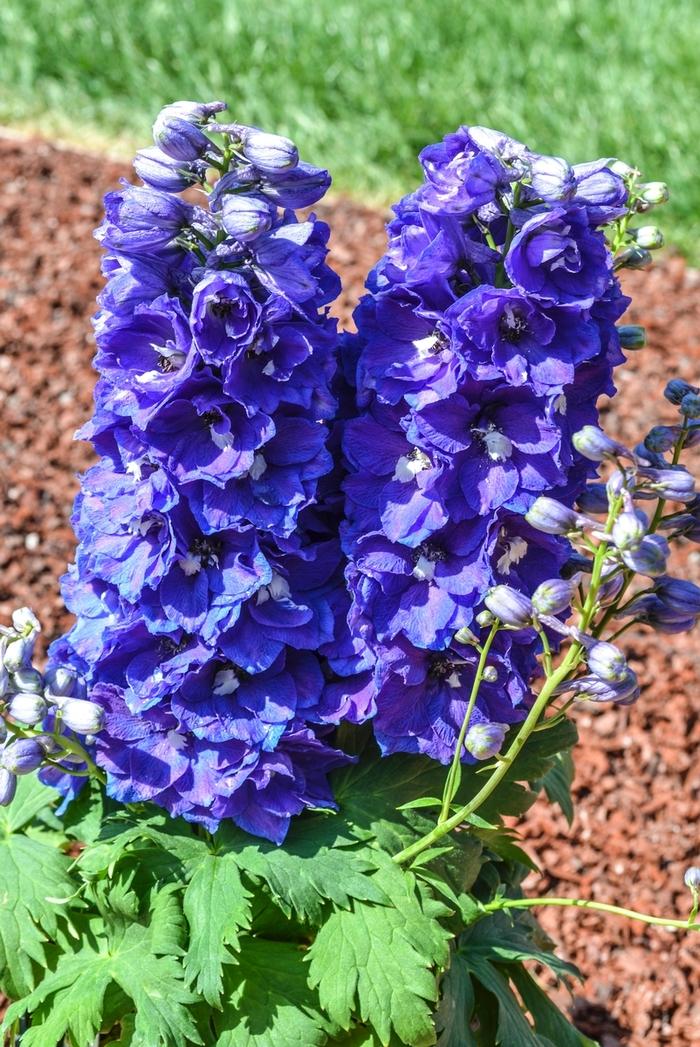 Delphinium elatum Dasante Blue