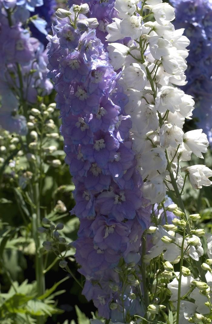 Delphinium elatum Guardian Lavender