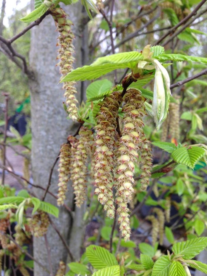 Carpinus betulus Fastigiata