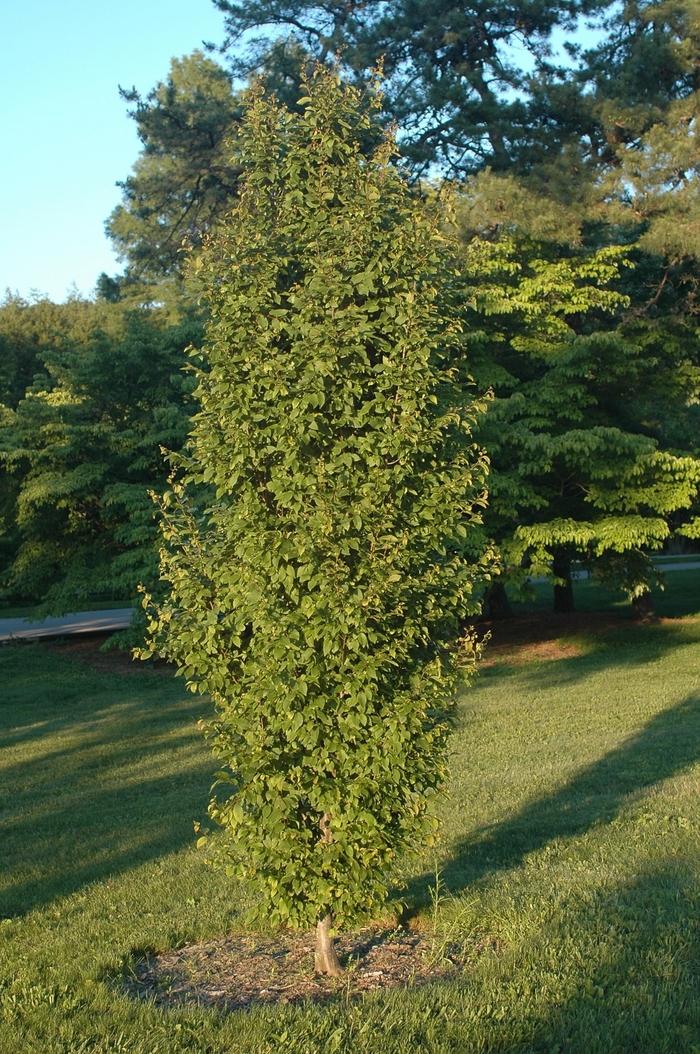 Carpinus betulus Frans Fontaine