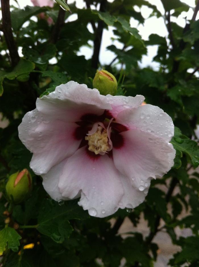 Hibiscus syriacus Blushing Bride