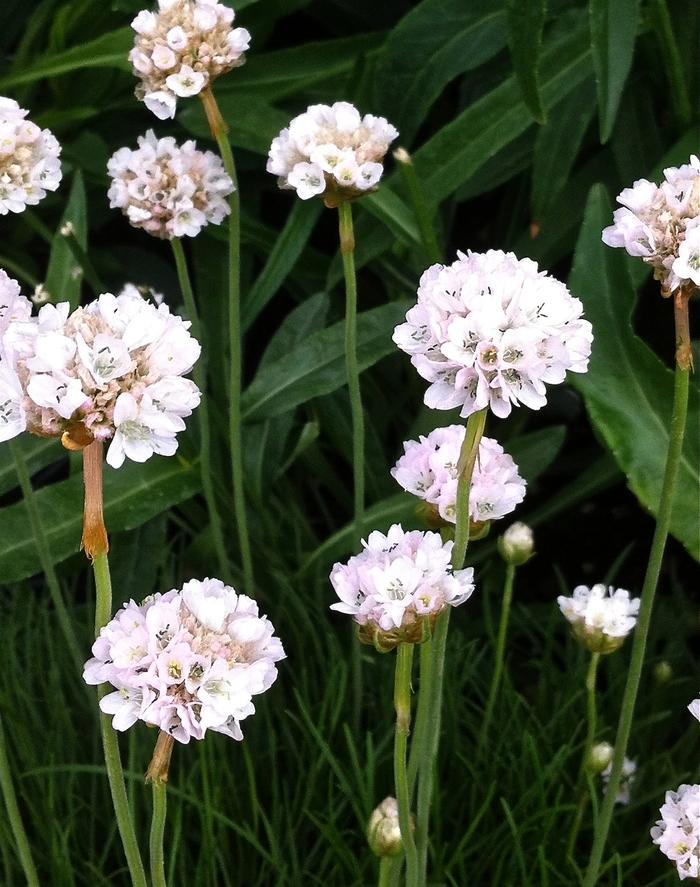 Armeria maritima Alba