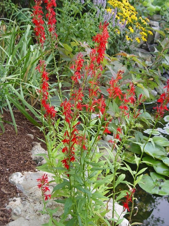 Lobelia cardinalis 