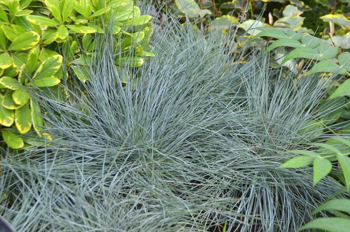 Festuca glauca Beyond Blue™