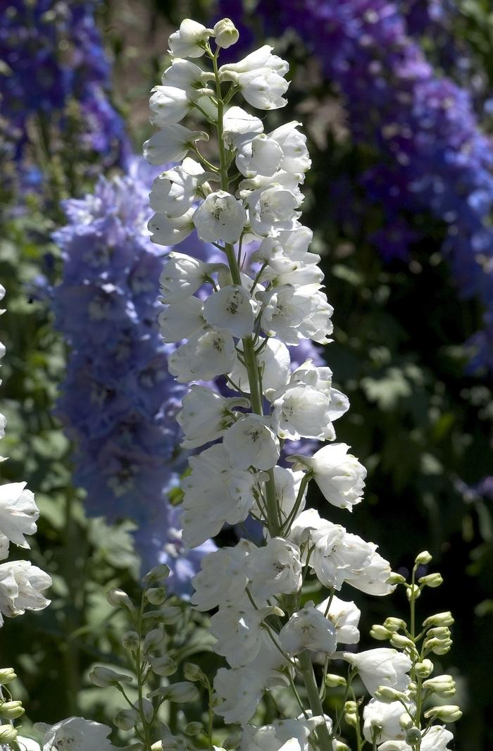 Delphinium elatum Guardian White