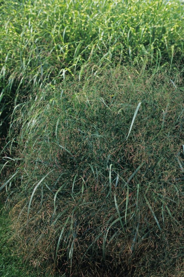 Panicum virgatum 