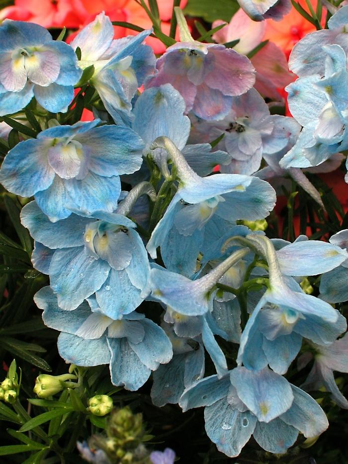 Delphinium grandiflorum Summer Blues