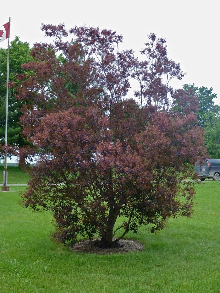 Cotinus coggygria Royal Purple