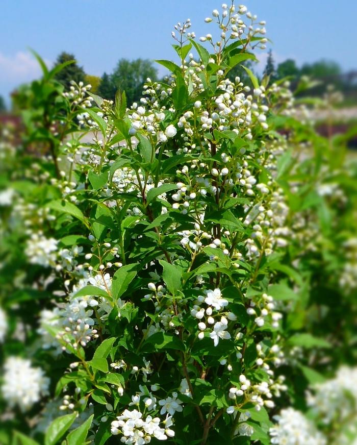 Deutzia x lemoinei Compacta