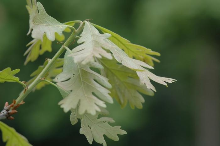 Quercus alba 