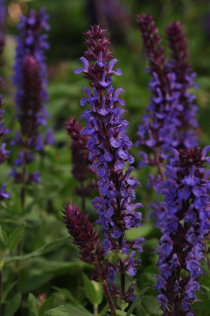 Salvia nemorosa New Dimension Blue