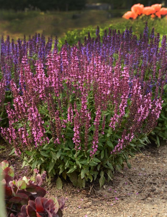 Salvia nemorosa New Dimension Rose