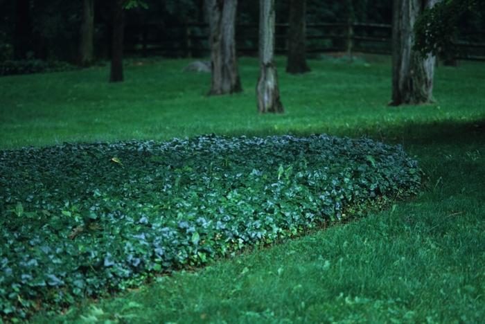 Hedera helix Baltica