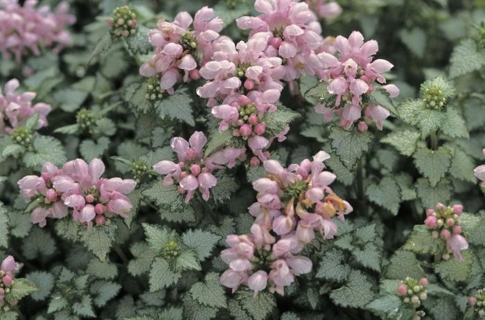 Lamium maculatum Orchid Frost