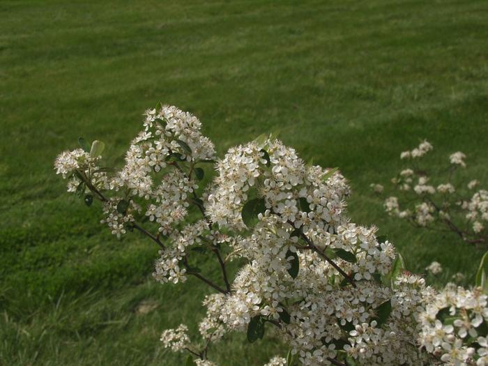 Aronia arbutifolia Brilliantissima