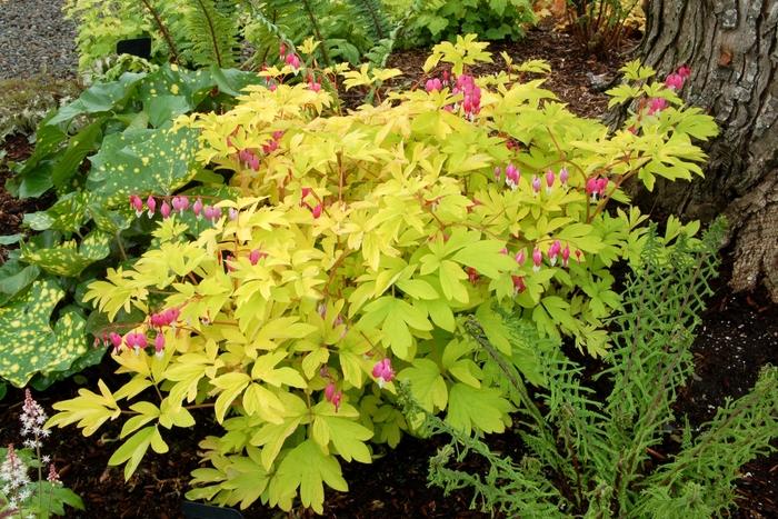 Dicentra spectabilis Gold Heart