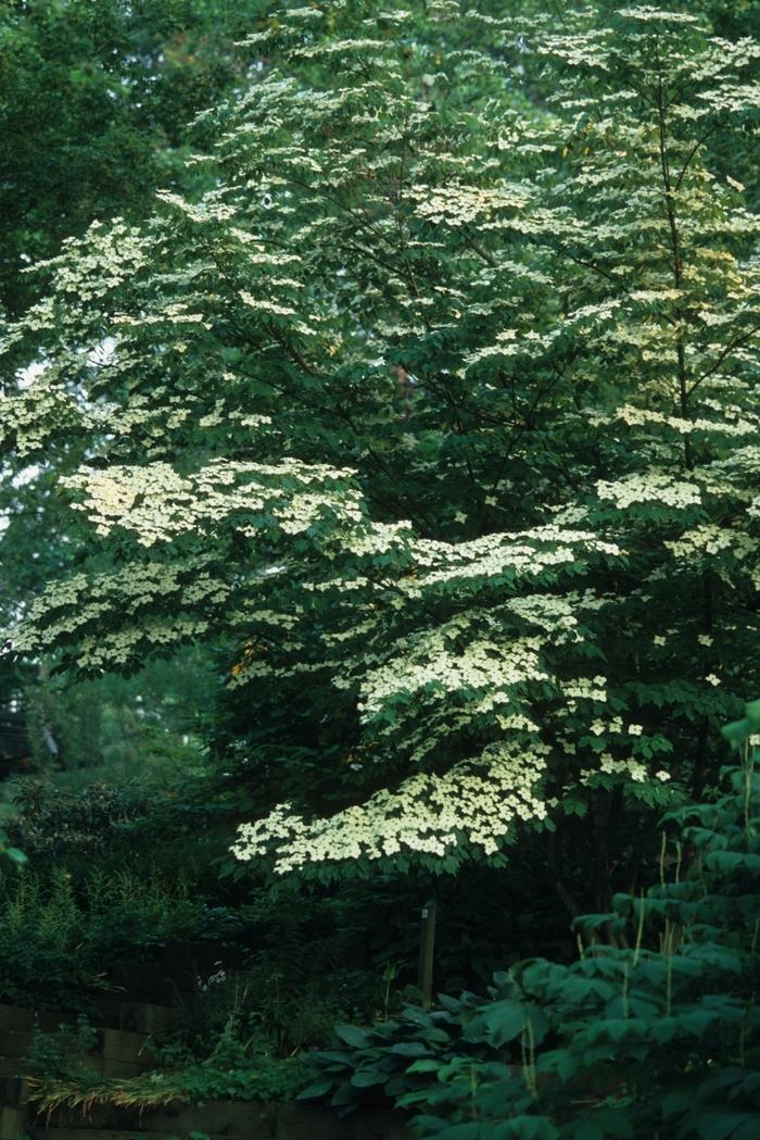 Cornus kousa Milky Way