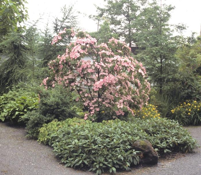 Cornus kousa Satomi