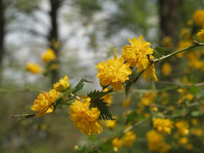 Kerria japonica Pleniflora