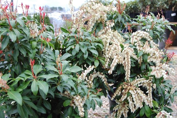 Pieris japonica Mountain Fire