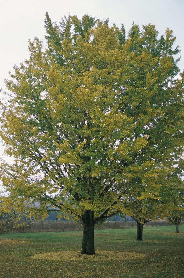 Ginkgo biloba 