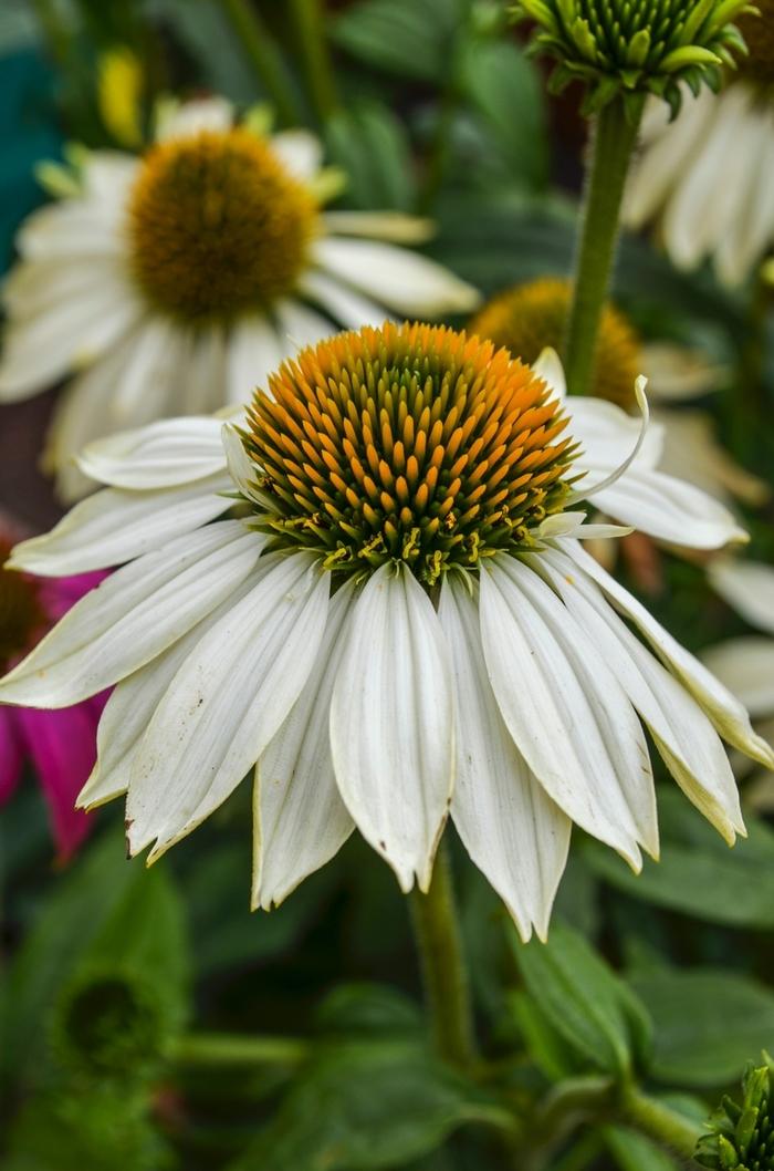 Echinacea purpurea PowWow White