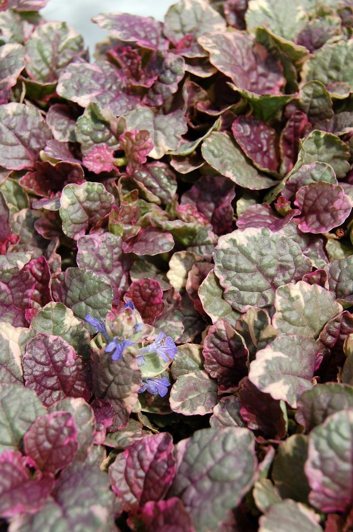 Ajuga reptans Burgundy Glow