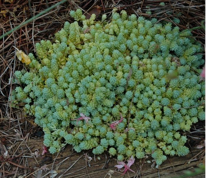 Sedum dasyphyllum Major