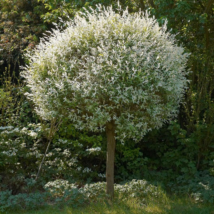 Salix integra 'Hakuro-Nishiki' - Dappled Willow from Willowbrook Nurseries