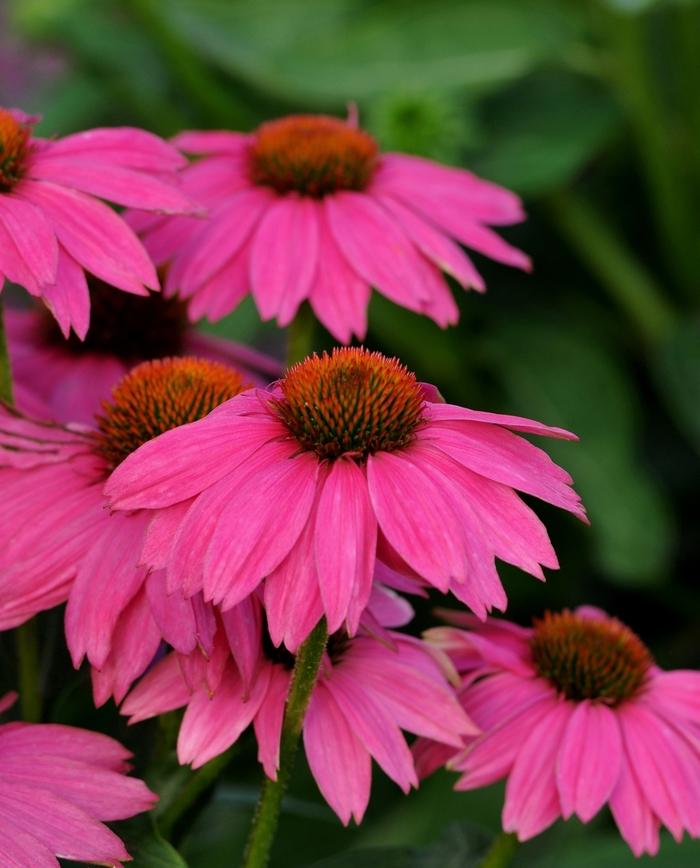 Echinacea purpurea PowWow Wild Berry