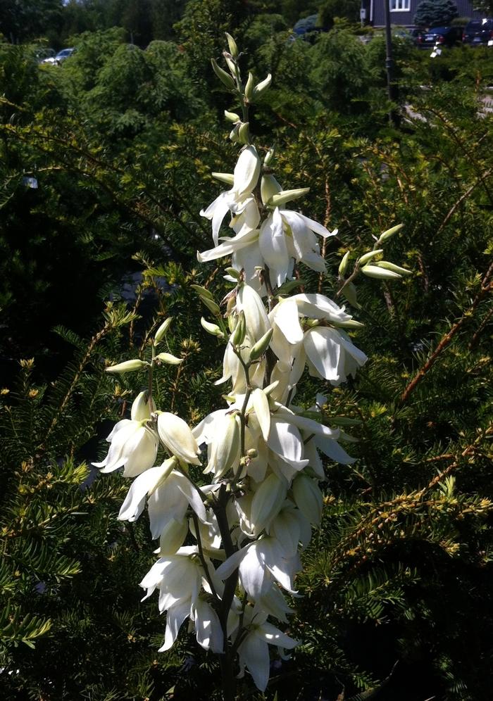 Yucca filamentosa 