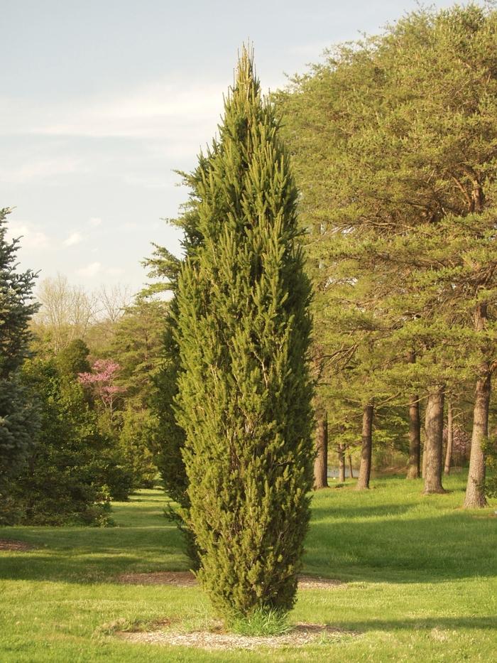 Picea abies Cupressina