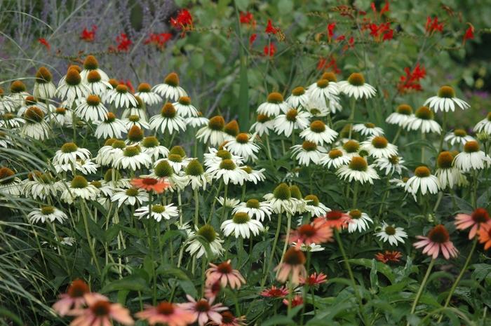 Echinacea purpurea White Swan