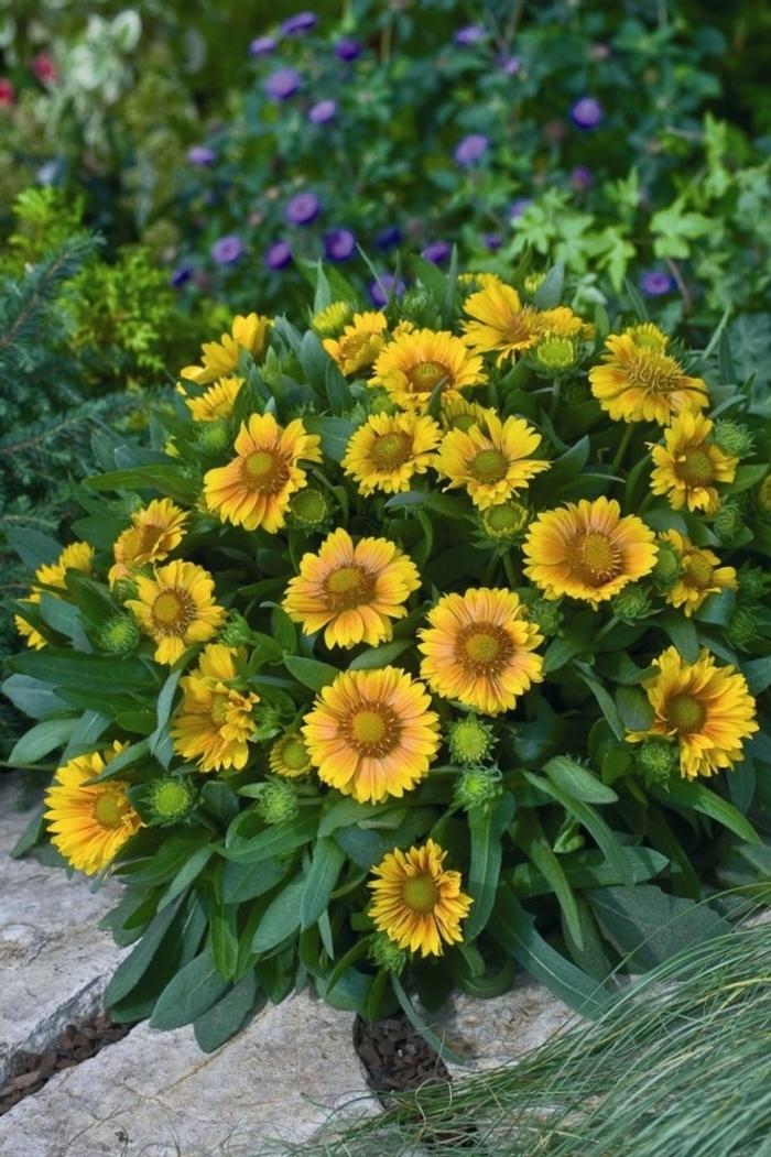 Gaillardia aristata Arizona Apricot