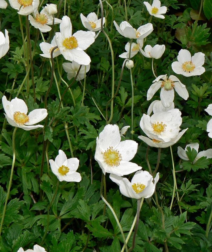 Anemone sylvestris 