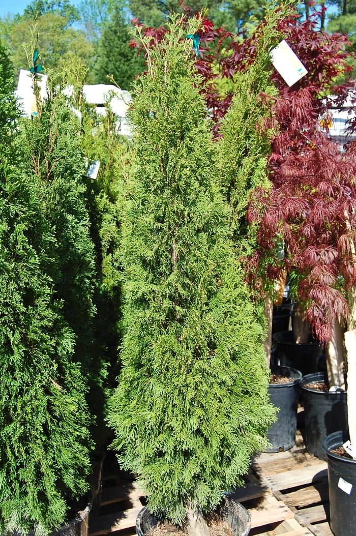 Thuja occidentalis Emerald