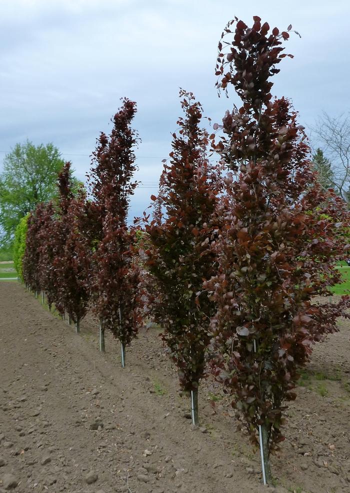 Fagus sylvatica Dawyck Purple