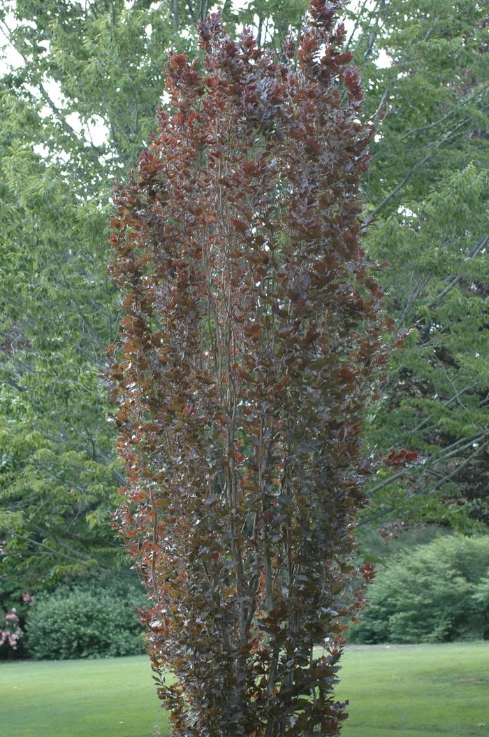 Fagus sylvatica Red Obelisk