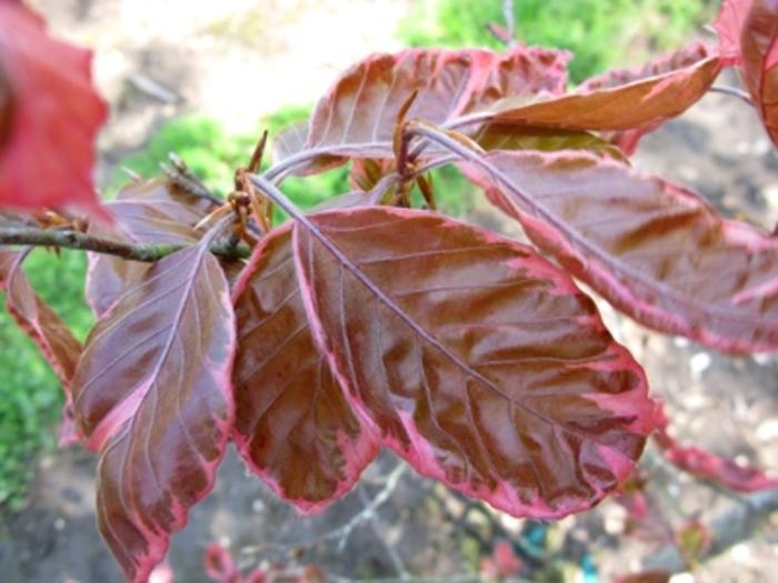 Fagus sylvatica Roseomarginata