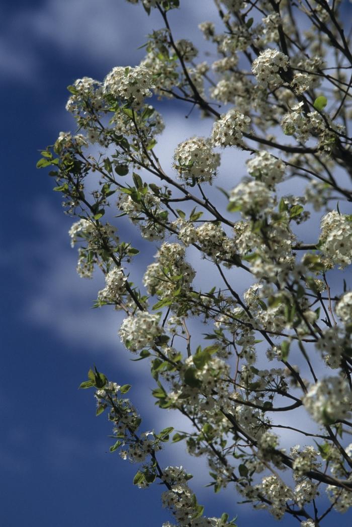 Pyrus calleryana Chanticleer®