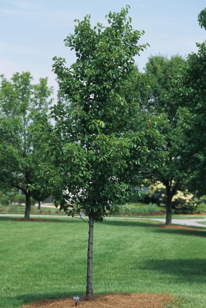 Pyrus calleryana Cleveland Select