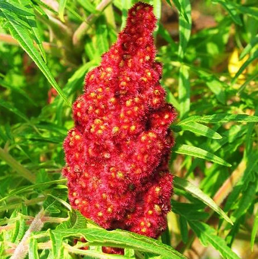 Rhus typhina - Staghorn Sumac from Willowbrook Nurseries