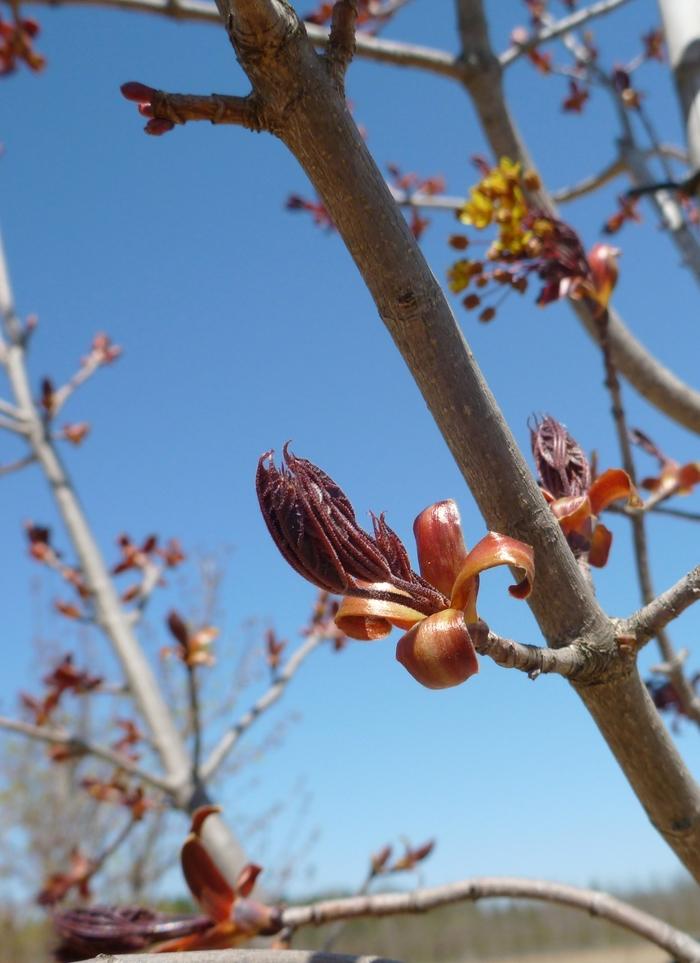 Acer platanoides Crimson King