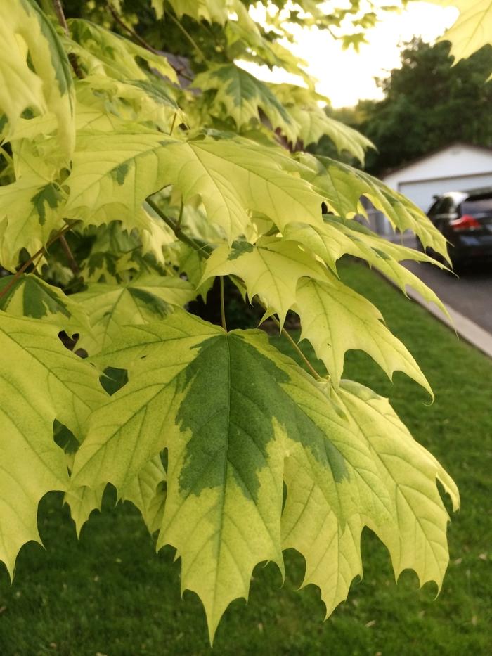 Acer platanoides Drummondii