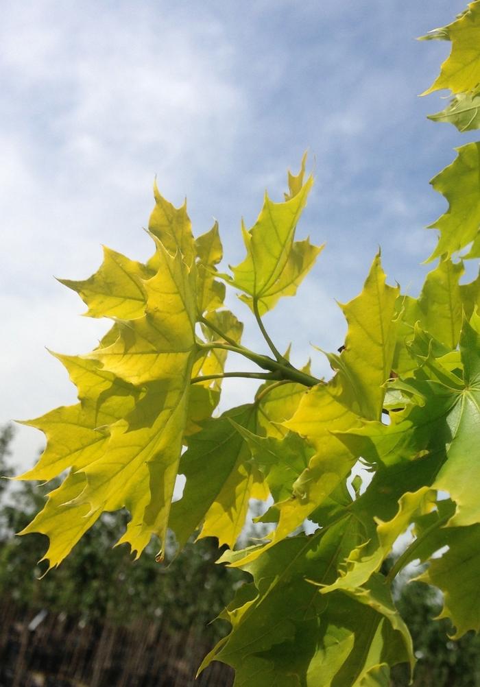 Acer platanoides Princeton Gold