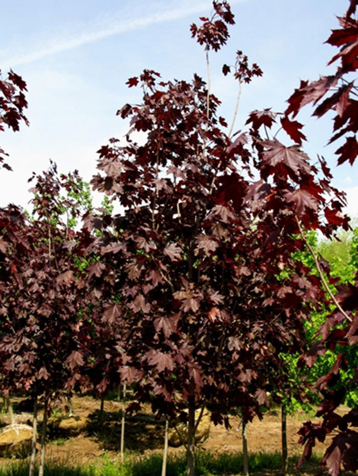 Acer platanoides 'Royal Red' Royal Red Maple from Willowbrook Nurseries