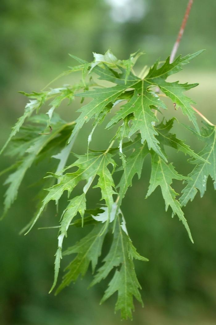 Acer saccharinum Silver Queen