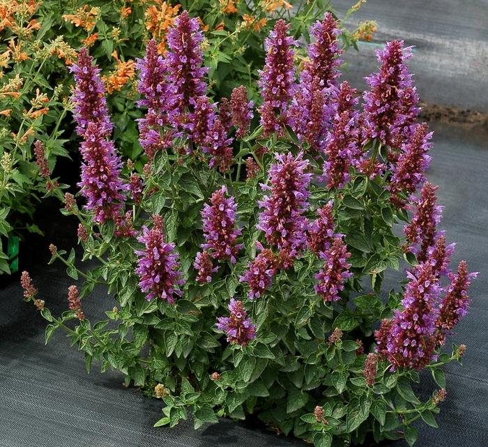 Agastache Poquito™ Dark Blue