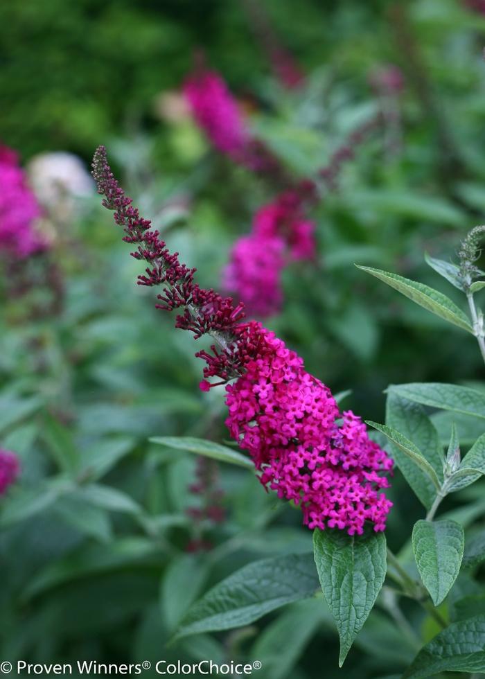 Buddleia Miss Molly